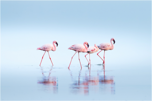 Gathering of the Pinks