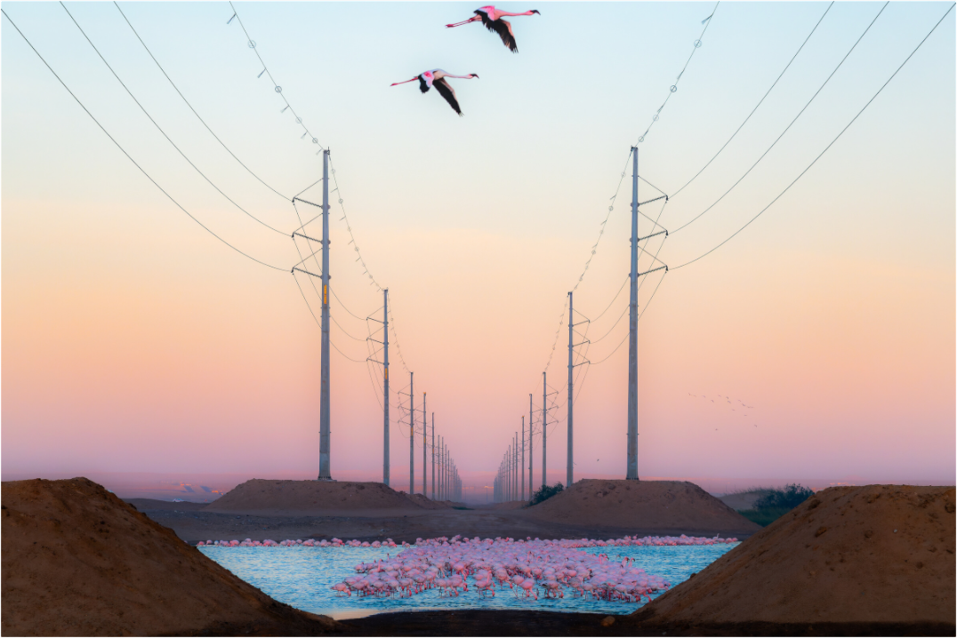 Birds in Blight