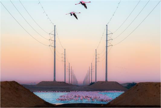 Birds in Blight